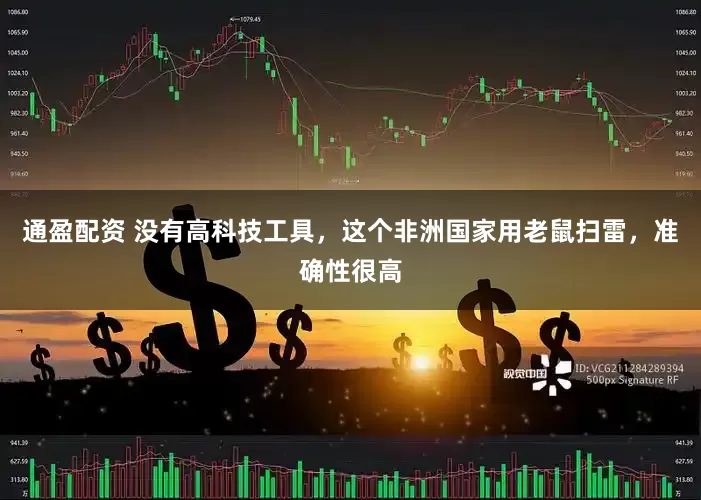 通盈配资 没有高科技工具,这个非洲国家用老鼠扫雷,准确性很高
